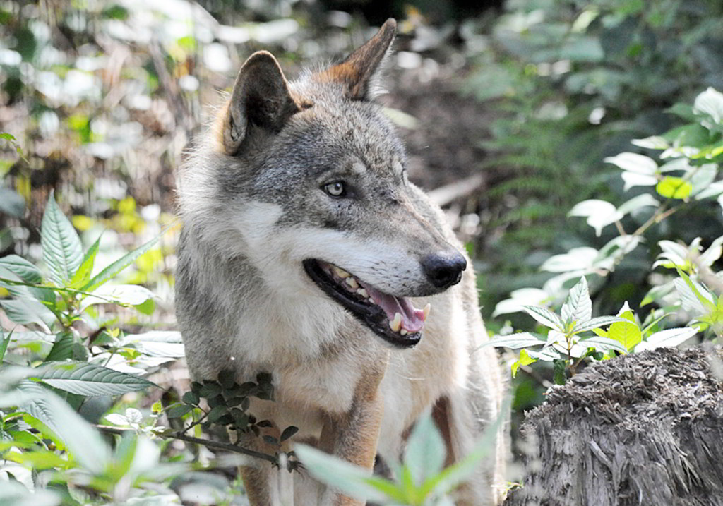 Wolf Adi im Alternativen Bärenpark Worbis